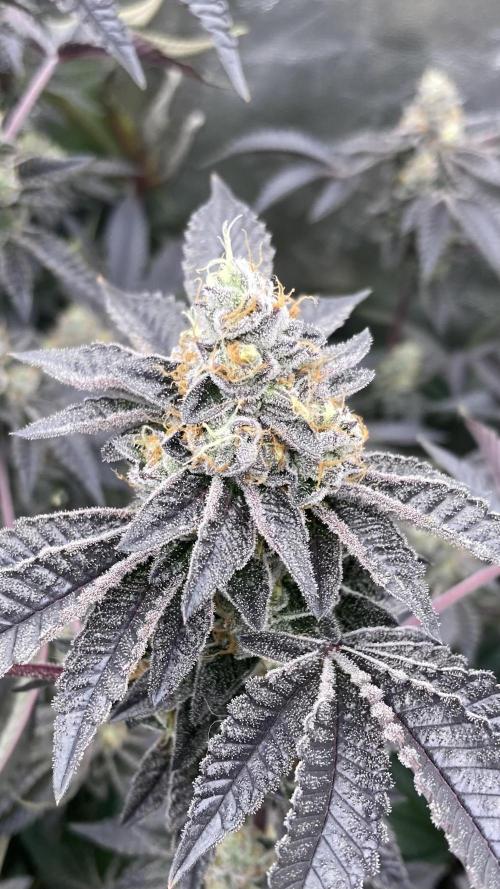 Animorph Mints ‘My Keeper Cut’. Week 10