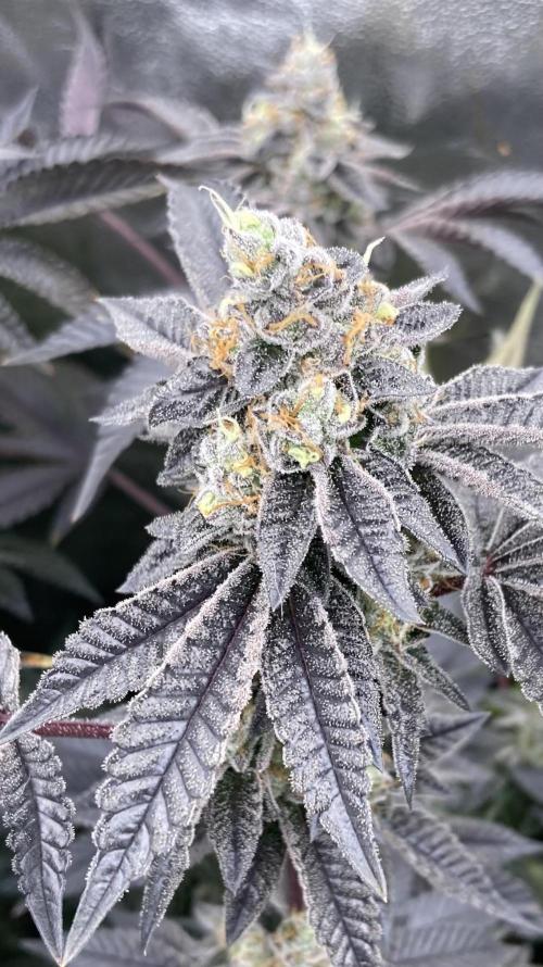 Animorph Mints ‘My Keeper Cut’. Week 10