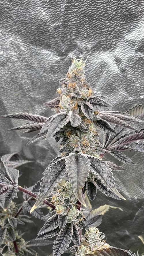 Animorph Mints ‘My Keeper Cut’. Week 10