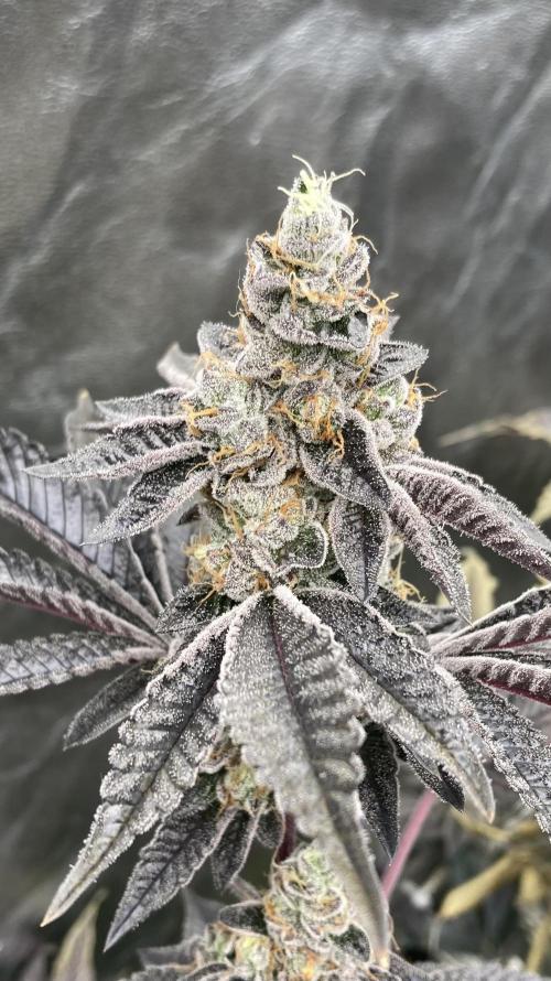 Animorph Mints ‘My Keeper Cut’. Week 10