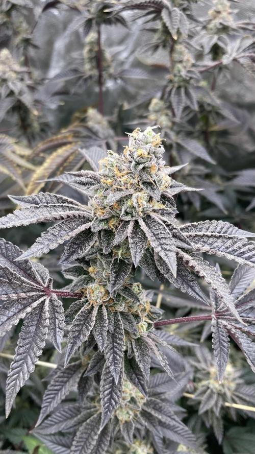 Animorph Mints ‘My Keeper Cut’. Week 10