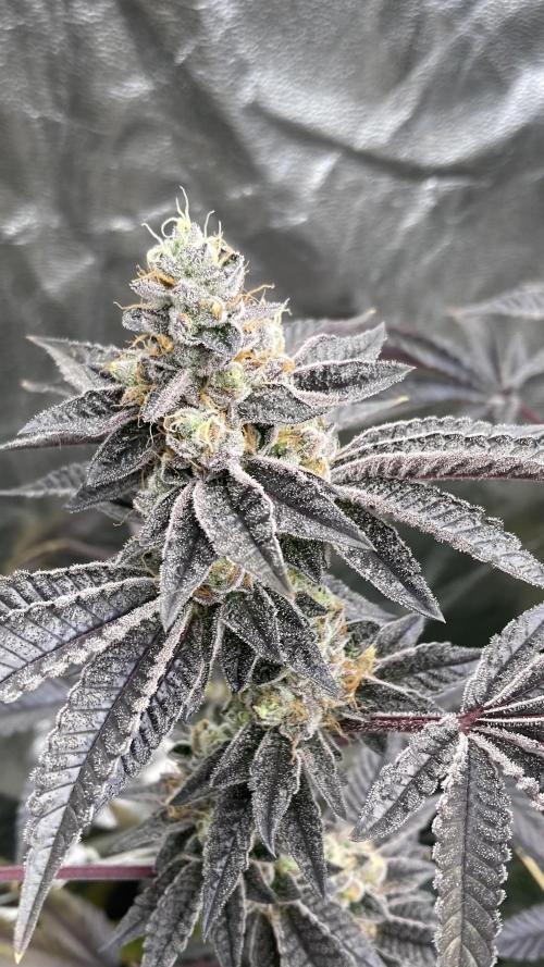 Animorph Mints ‘My Keeper Cut’. Week 10