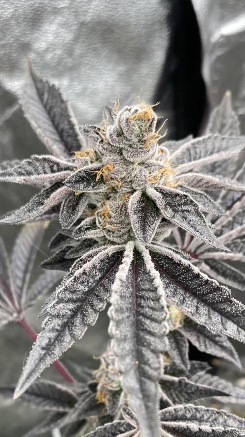 Animorph Mints ‘My Keeper Cut’. Week 10