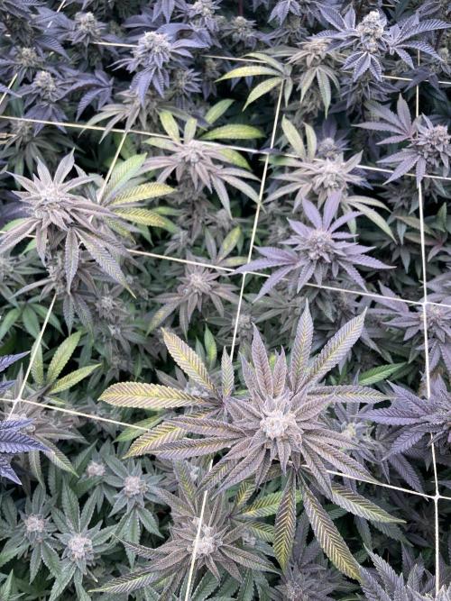 Pink Runtz x Hollywood Clones (Cookies). Week 10