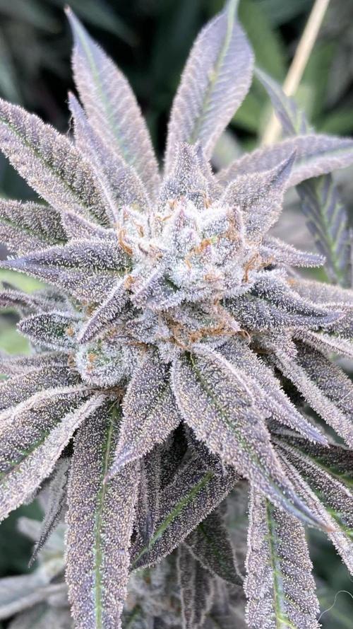 Pink Runtz x Hollywood Clones (Cookies). Week 10