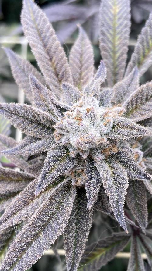 Pink Runtz x Hollywood Clones (Cookies). Week 10