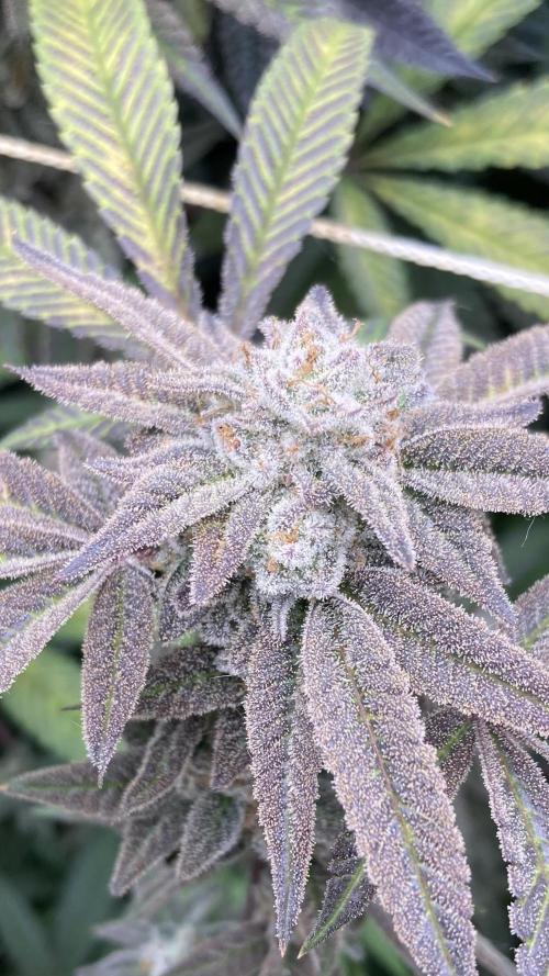 Pink Runtz x Hollywood Clones (Cookies). Week 10