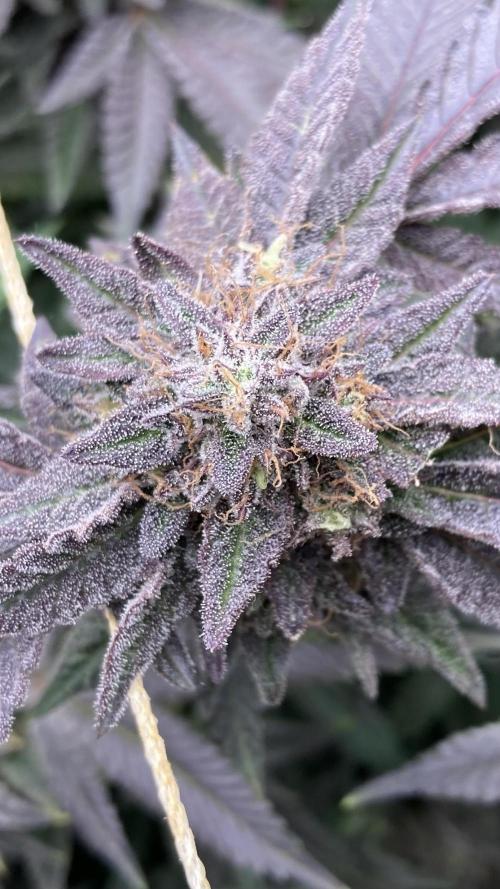 Pink Runtz x Hollywood Clones (Cookies). Week 10