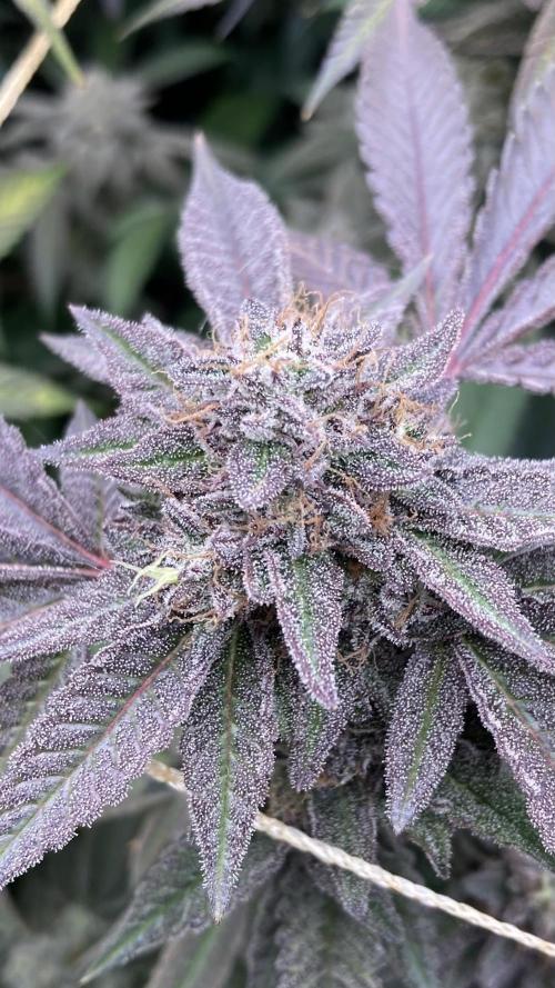 Pink Runtz x Hollywood Clones (Cookies). Week 10