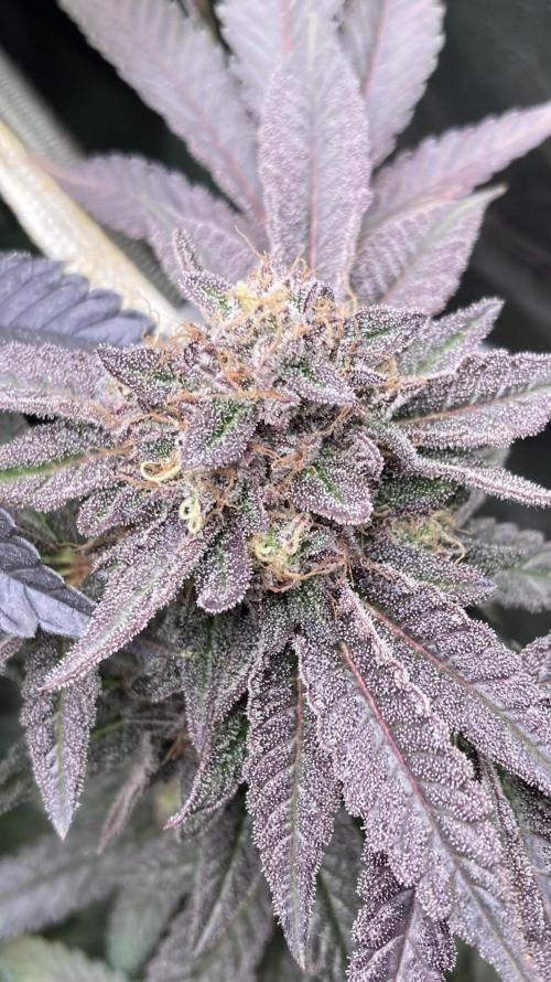 Pink Runtz x Hollywood Clones (Cookies). Week 10