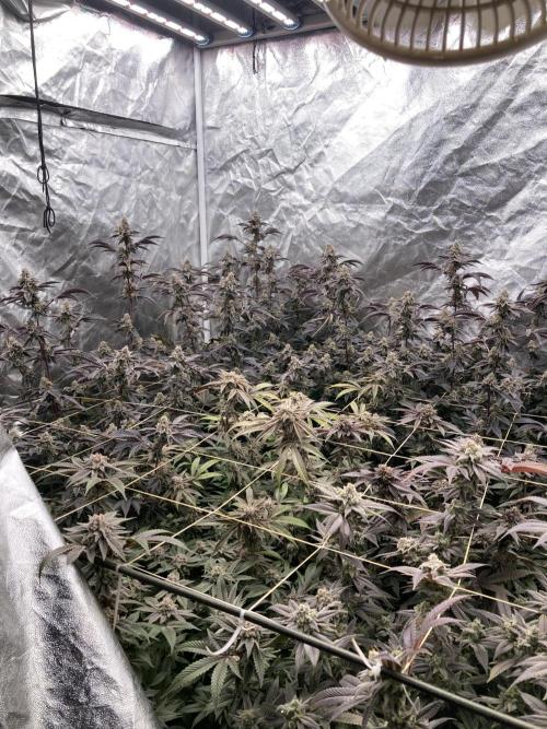 Pink Runtz x Hollywood Clones (Cookies). Week 10