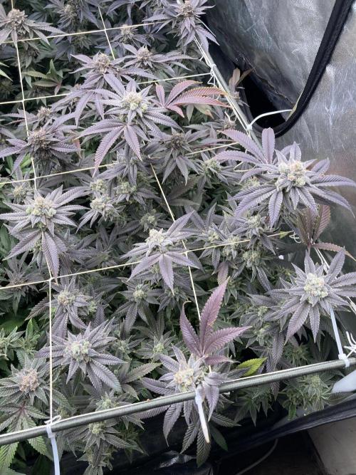 Glazed Pastries Clones (In House Gen). Week 10