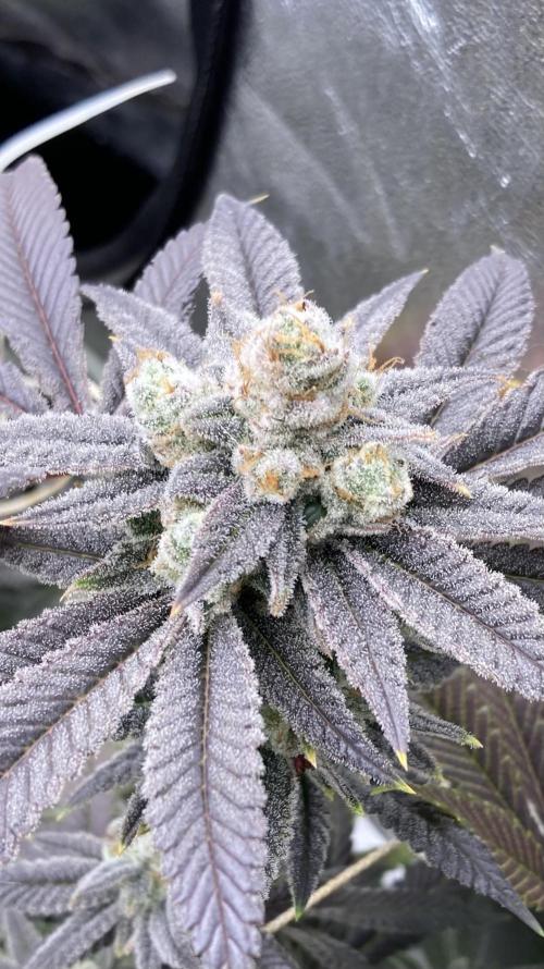 Glazed Pastries Clones (In House Gen). Week 10