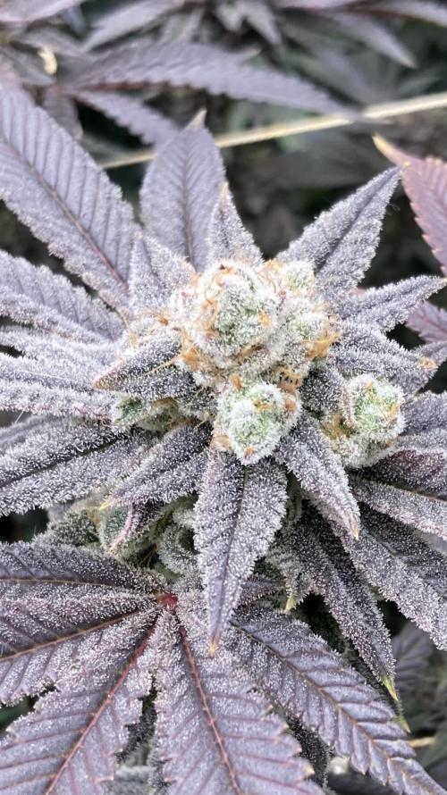 Glazed Pastries Clones (In House Gen). Week 10