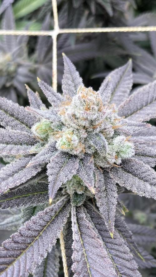 Glazed Pastries Clones (In House Gen). Week 10