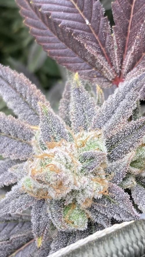 Glazed Pastries Clones (In House Gen). Week 10