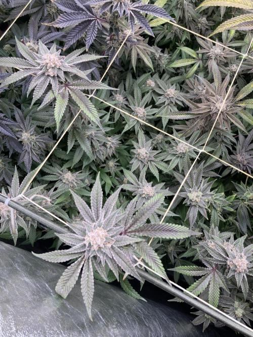 Glazed Pastries Clones (In House Gen). Week 10