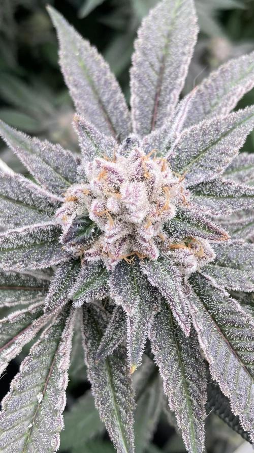 Glazed Pastries Clones (In House Gen). Week 10