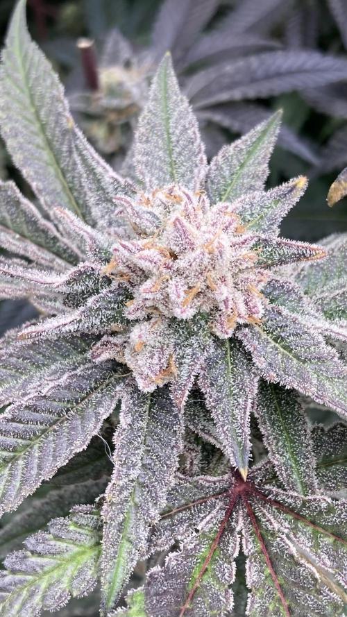 Glazed Pastries Clones (In House Gen). Week 10