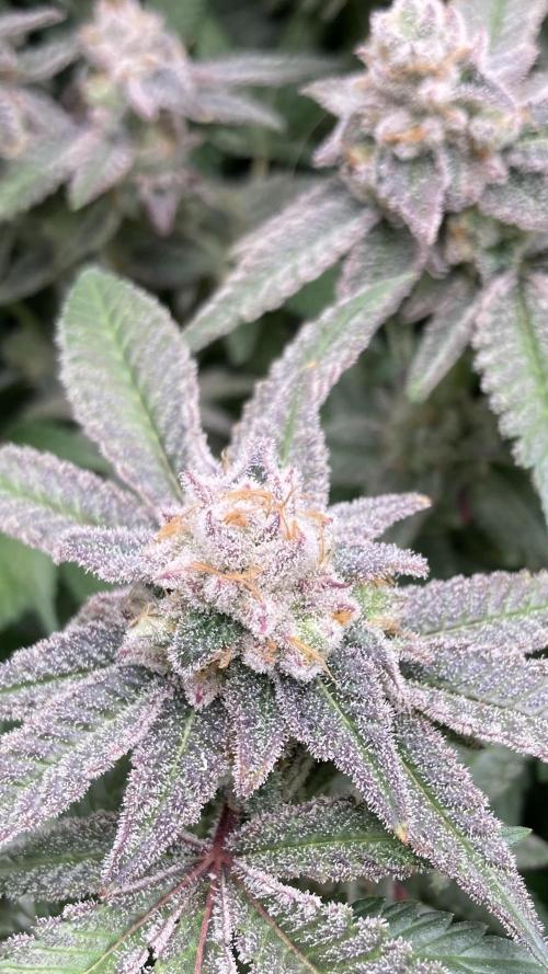 Glazed Pastries Clones (In House Gen). Week 10