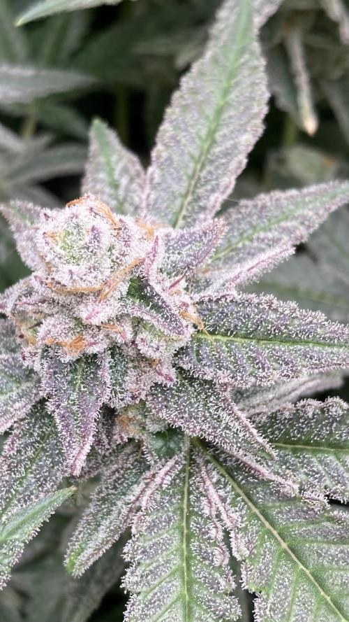 Glazed Pastries Clones (In House Gen). Week 10