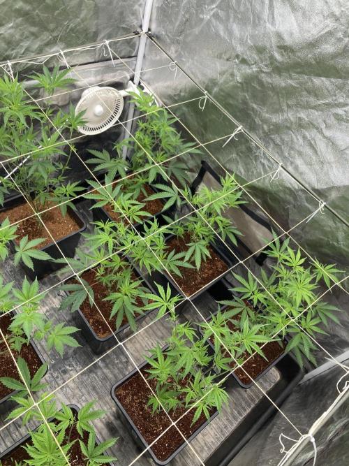 Zoy Sauce Clones (My Keeper Cut). Week 1