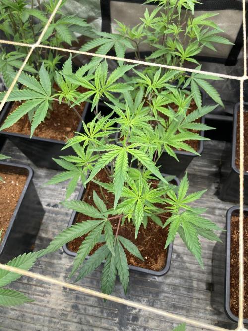 Zoy Sauce Clones (My Keeper Cut). Week 1