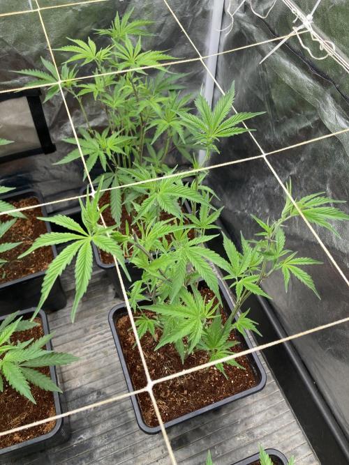 Zoy Sauce Clones (My Keeper Cut). Week 1