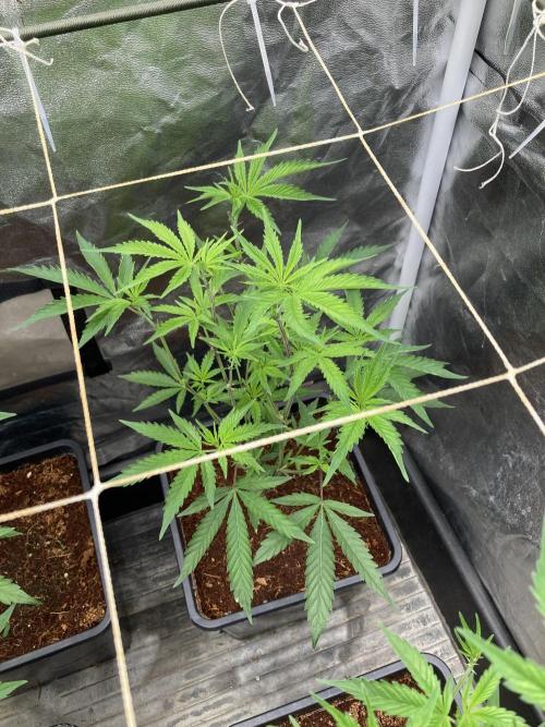 Zoy Sauce Clones (My Keeper Cut). Week 1