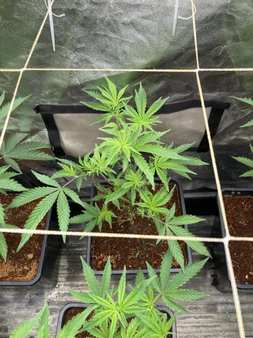 Zoy Sauce Clones (My Keeper Cut). Week 1