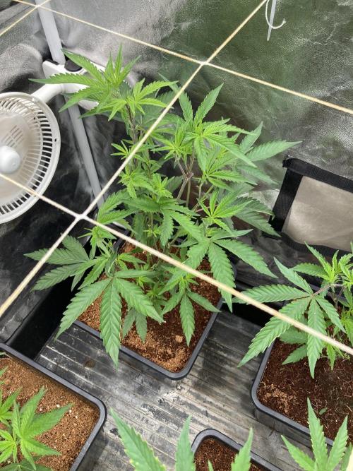 Zoy Sauce Clones (My Keeper Cut). Week 1