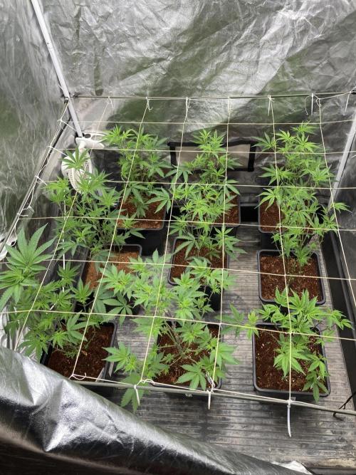 Zoy Sauce Clones (My Keeper Cut). Week 1