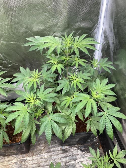 FrozayPie x MannaMountain (ttcultivator). Week 6