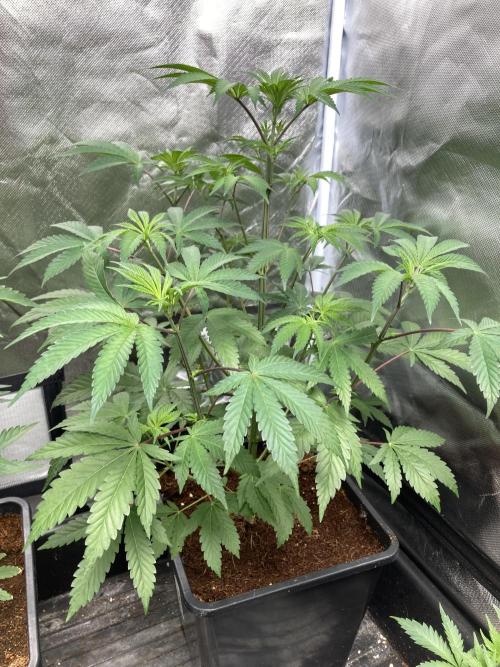 FrozayPie x MannaMountain (ttcultivator). Week 6