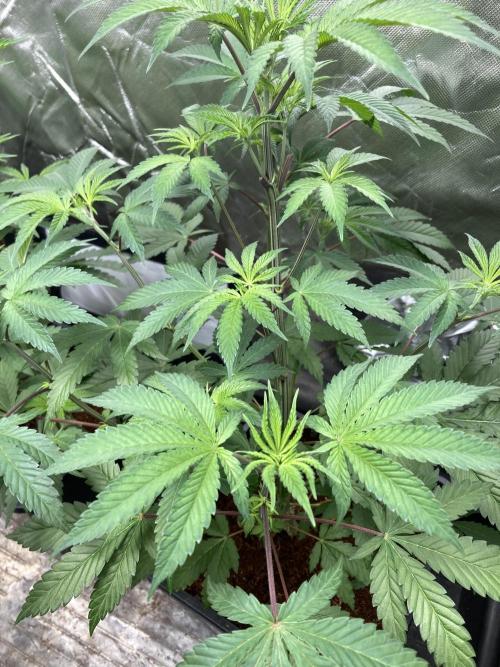 FrozayPie x MannaMountain (ttcultivator). Week 6