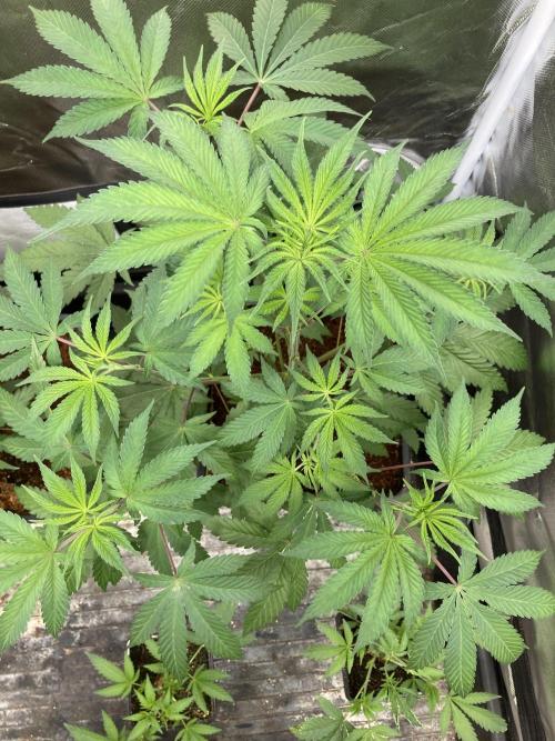 FrozayPie x MannaMountain (ttcultivator). Week 6