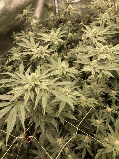 Gas Cream Runtz (LIT FARMS). Week 11