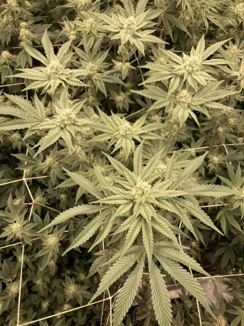 Gas Cream Runtz (LIT FARMS). Week 11