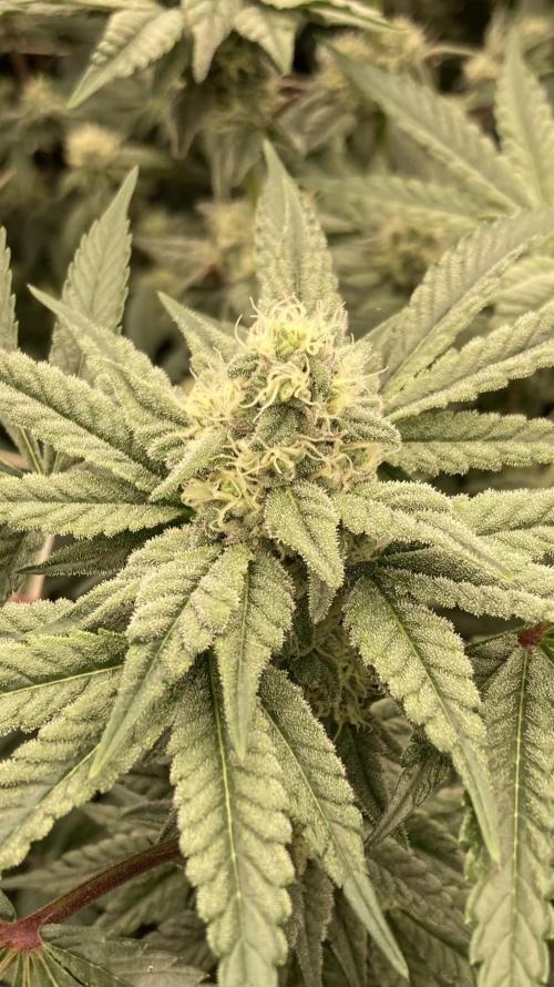 Gas Cream Runtz (LIT FARMS). Week 11