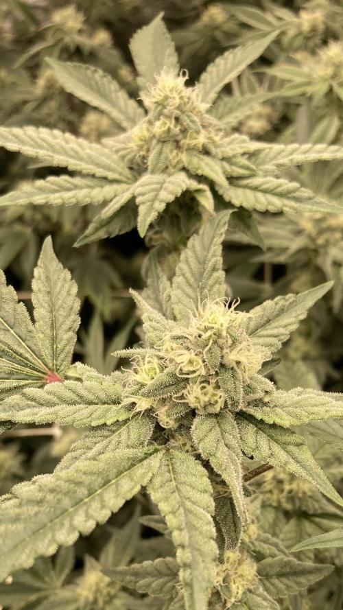 Gas Cream Runtz (LIT FARMS). Week 11