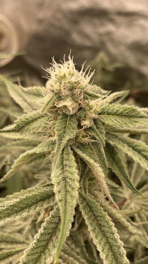 Platinum IX (In House Genetics). Week 11