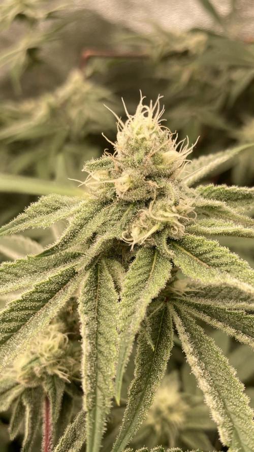 Platinum IX (In House Genetics). Week 11