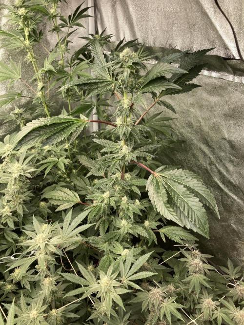 Chrome Dome (Compound Genetics). Week 11