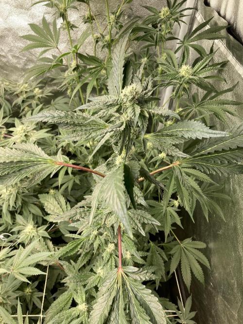 Chrome Dome (Compound Genetics). Week 11