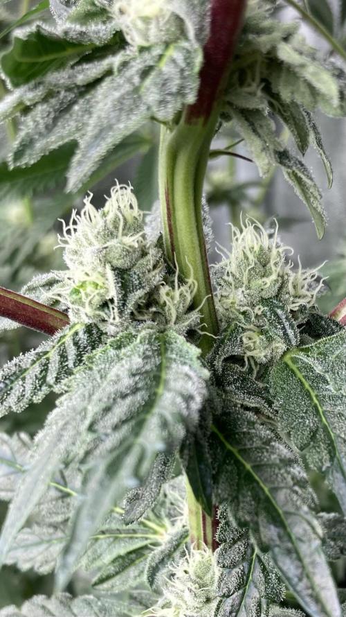 Chrome Dome (Compound Genetics). Week 11