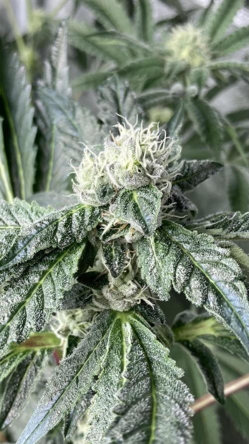 Chrome Dome (Compound Genetics). Week 11