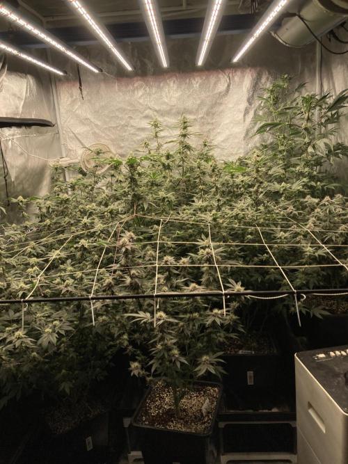 Chrome Dome (Compound Genetics). Week 11