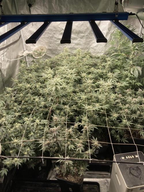 All Starz (LIT FARMS). Week 11