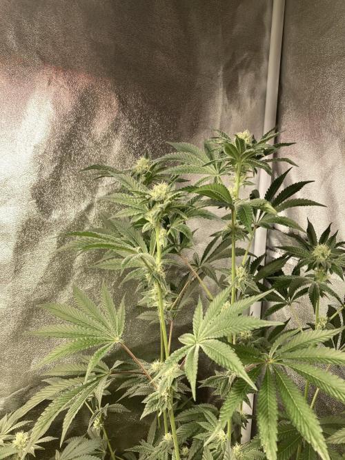 All Starz (LIT FARMS). Week 11