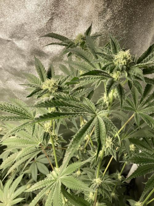 All Starz (LIT FARMS). Week 11